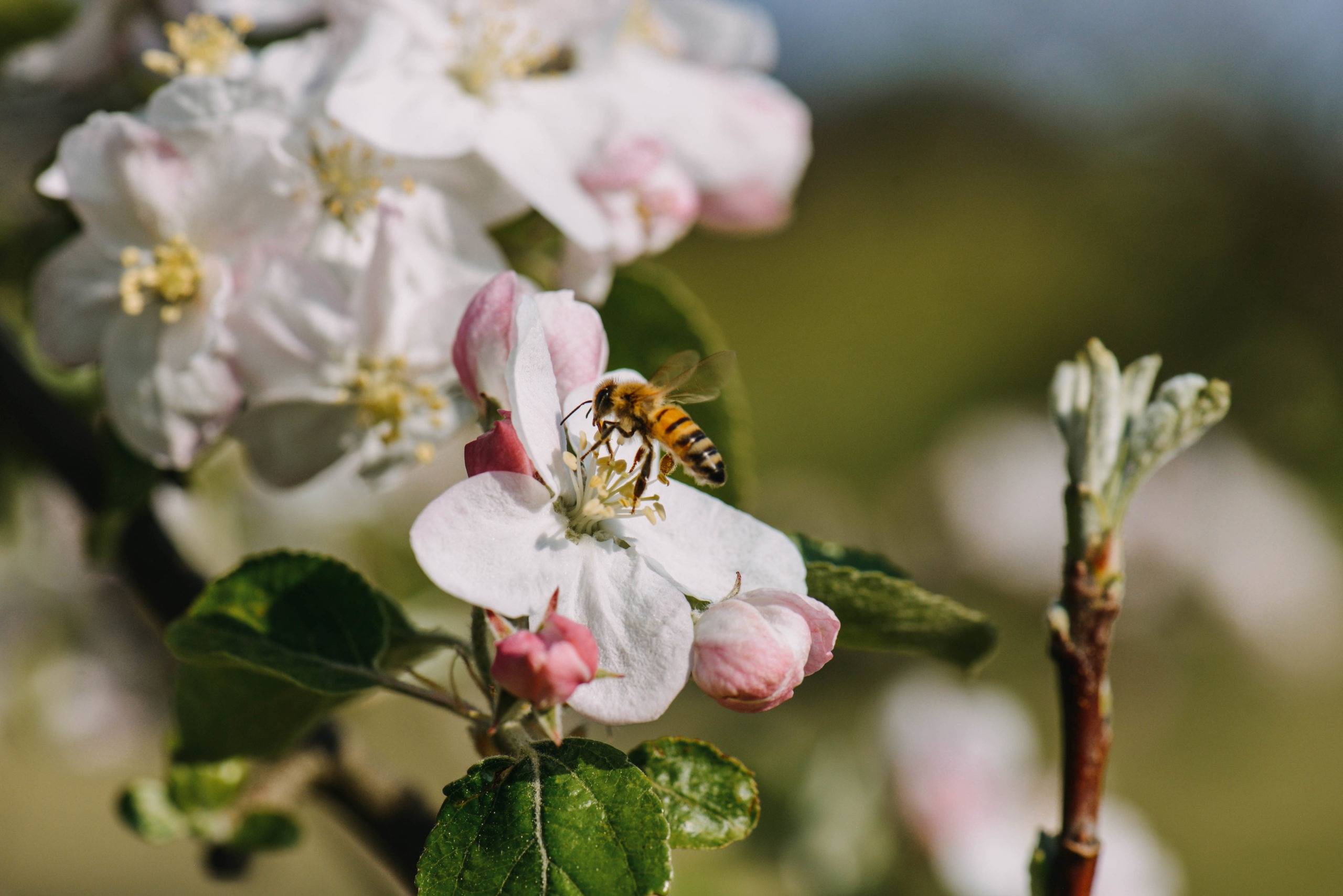 Biene auf Apfelbluete